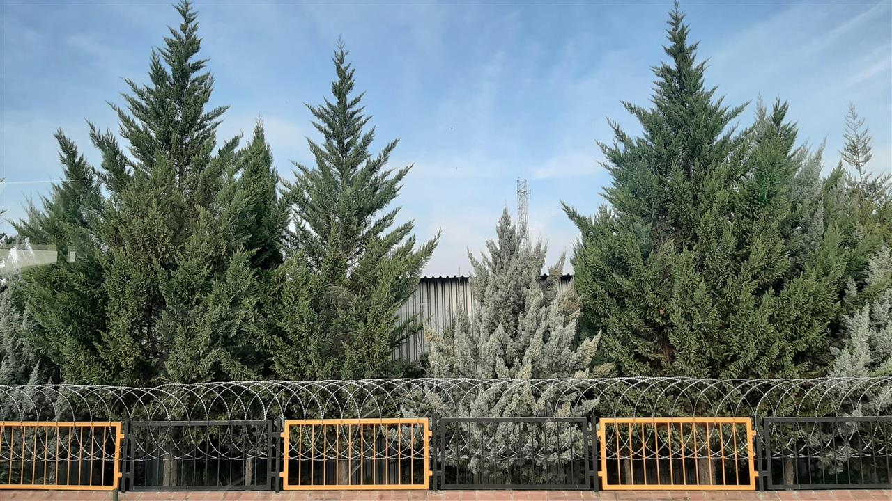 Nordmannsgran juletræ - din guide til det perfekte træ